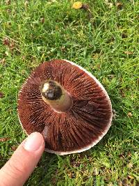 Agaricus campestris image