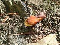 Ganoderma curtisii image