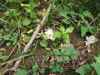 Tremellodendron pallidum image