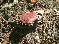 Ganoderma curtisii image