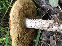 Leccinum aurantiacum image