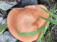 Leccinum aurantiacum image