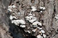 Schizophyllum commune image