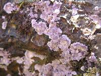 Chondrostereum purpureum image