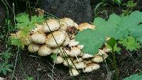 Pholiota squarrosa image