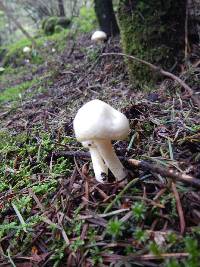 Hygrophorus chrysodon image