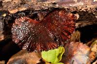 Polyporus dictyopus image