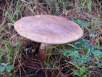 Amanita rubescens image