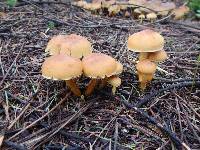 Hypholoma fasciculare image