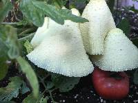 Leucocoprinus birnbaumii image