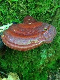 Ganoderma tsugae image