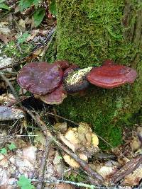 Ganoderma tsugae image