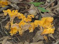 Cantharellus lateritius image