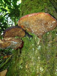 Ganoderma tsugae image