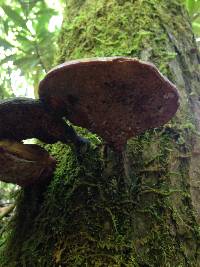 Ganoderma tsugae image