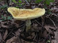 Amanita flavorubens image