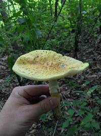 Amanita flavorubens image