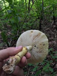 Amanita flavorubens image