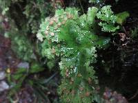 Pseudocyphellaria multifida image