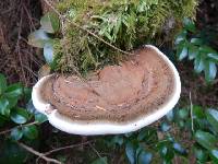 Ganoderma applanatum image