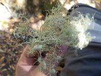 Usnea intermedia image