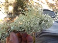 Usnea intermedia image