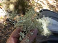 Usnea intermedia image