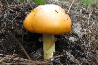 Amanita caesarea image