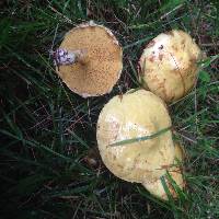 Suillus americanus image