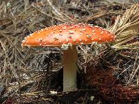 Amanita muscaria image