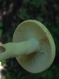 Lactarius volemus image