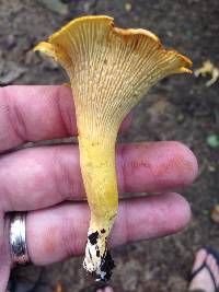 Cantharellus appalachiensis image