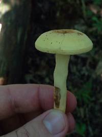 Lactarius volemus image