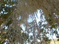 Ramalina menziesii image