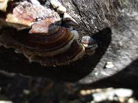 Trametes versicolor image