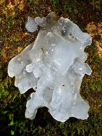 Tremella fuciformis image