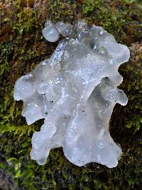 Tremella fuciformis image