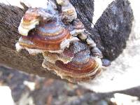 Trametes versicolor image