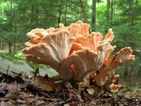 Laetiporus cincinnatus image