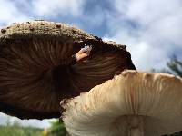 Leucoagaricus americanus image