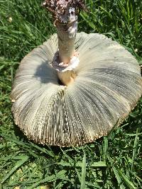 Chlorophyllum molybdites image