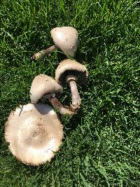 Chlorophyllum molybdites image