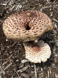 Leucoagaricus americanus image