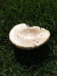 Chlorophyllum molybdites image