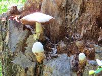 Volvariella bombycina image