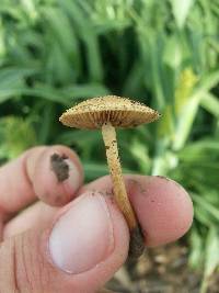 Agrocybe pediades image