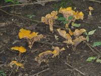 Cantharellus lateritius image