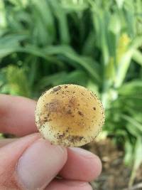 Agrocybe pediades image