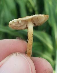 Agrocybe pediades image