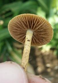 Agrocybe pediades image